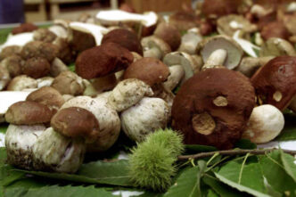 Maltempo E Funghi Porcini La