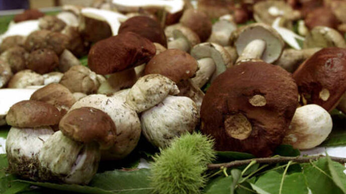 Maltempo E Funghi Porcini La