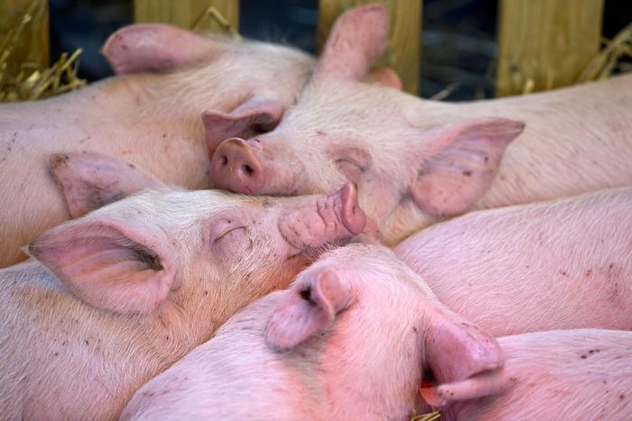 Nuovo Focolaio Di Peste Suina