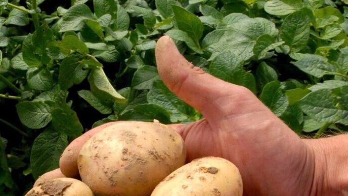Prezzo Delle Patate Del Fucino