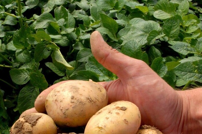 Prezzo Delle Patate Del Fucino