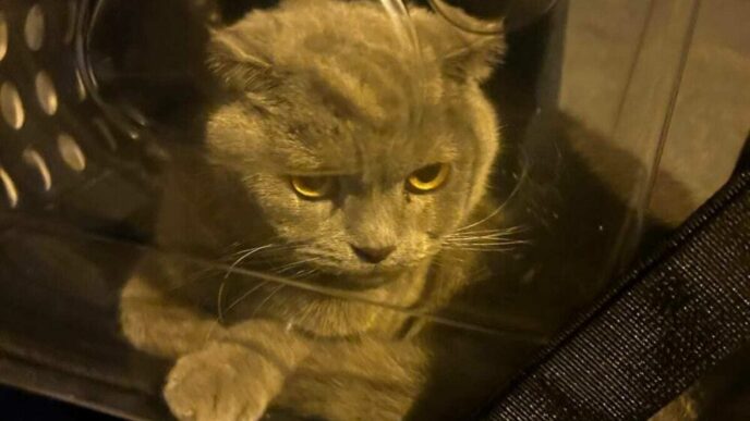 Ritrovato Il Gatto Rufy A Lati