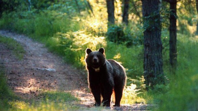 Scontro Tra Automobile E Orso