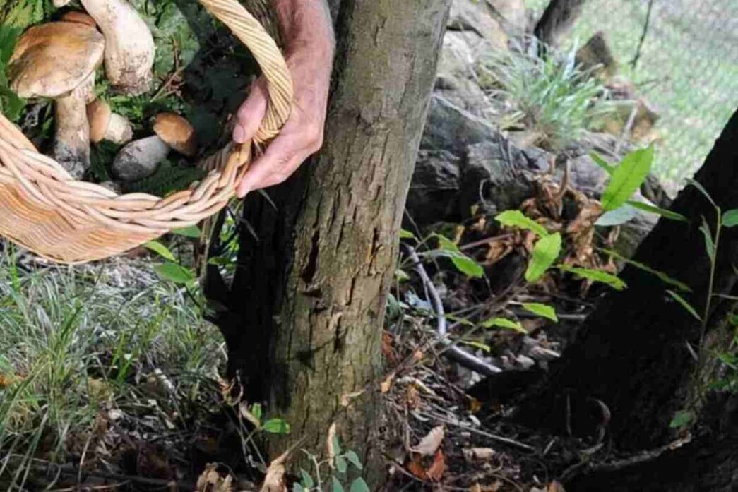 Tragici Incidenti Tra I Cercat