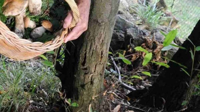 Tragici Incidenti Tra I Cercat