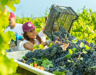 Vendemmia 2023 In Puglia Calo