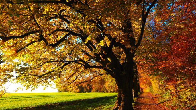 Autumn 779827 1920