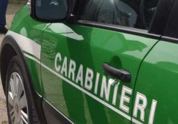 Accertamenti Dei Carabinieri F