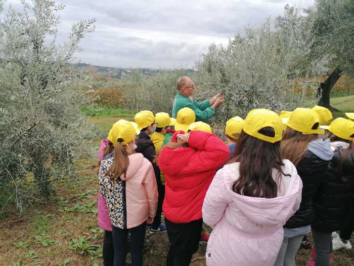 Annata Dell27Olio Marchigiano3A
