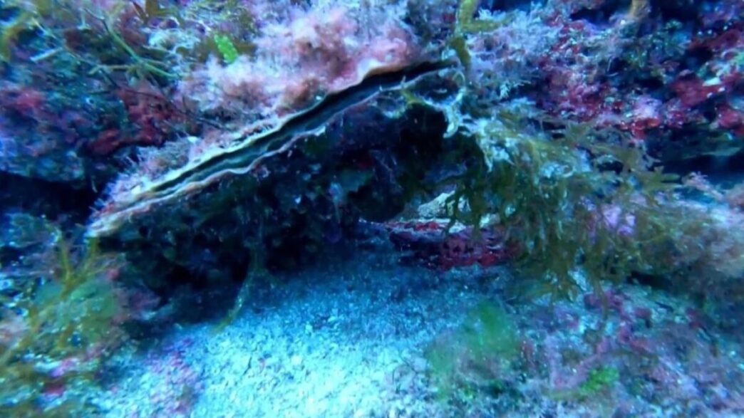 Avvistamento Di Pinna Nobilis