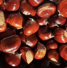 Castagne3A Un Autunno Intorno A