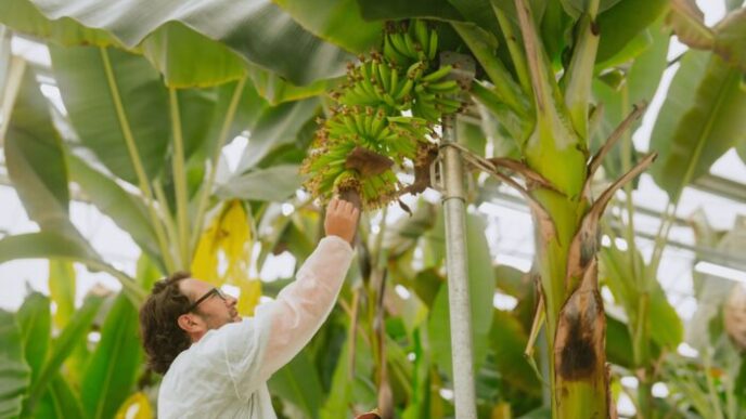 Chiquita Presenta Yelloway One