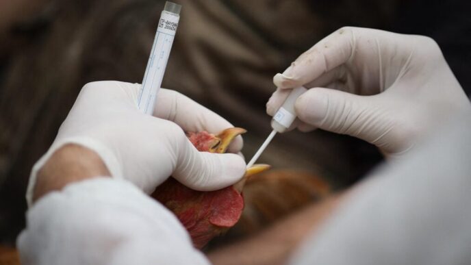 L27Influenza Aviaria3A Preoccupa