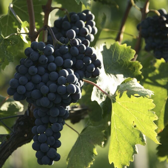 Montecucco Rosso Riserva Bio3A