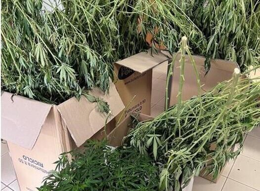 Operazione Antidroga Scoperta