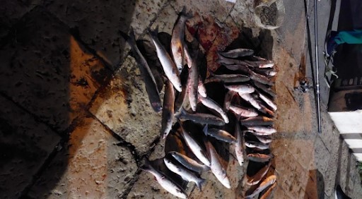 Pescara3A Allerta Per La Pesca