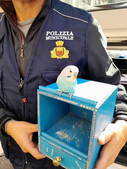 Scoperta Choc A Napoli3A Pappag