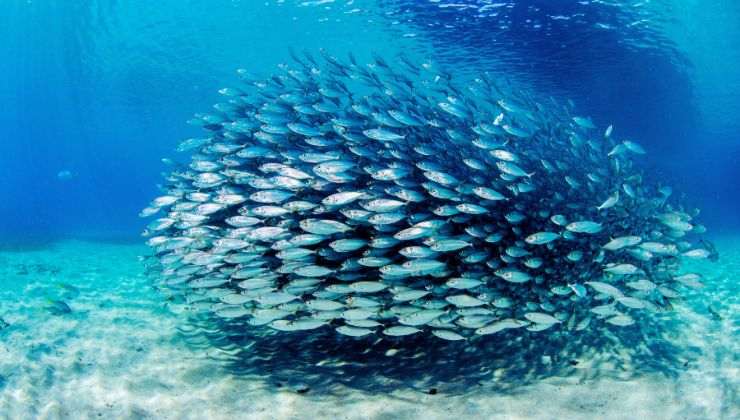 Barriera Corallina, Non Occorre Andare Lontano Per Vederla: A Due Passi Da Roma Si Trova Un Mondo Inaspettato 5 Barriera Corallina, Non Occorre Andare Lontano