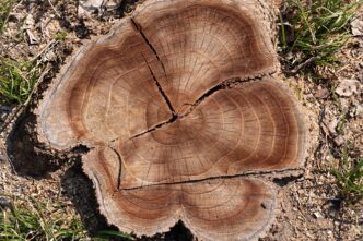 Sei Alberi Abbattuti A Villa B