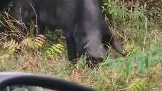 Un Maiale Nero A Ponte Mammolo