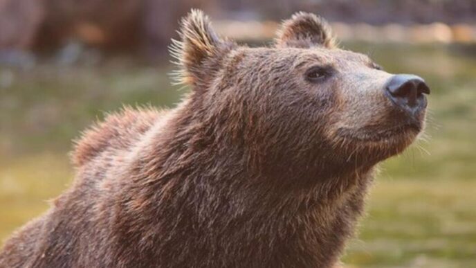 Processed Aggressione Di Un Orso In Tren