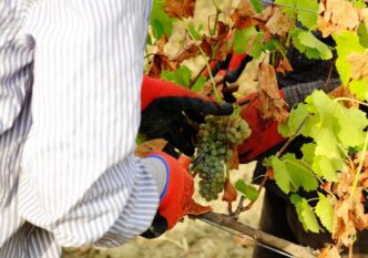Calo Delle Aziende Agricole In