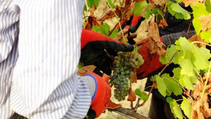 Calo Delle Aziende Agricole In