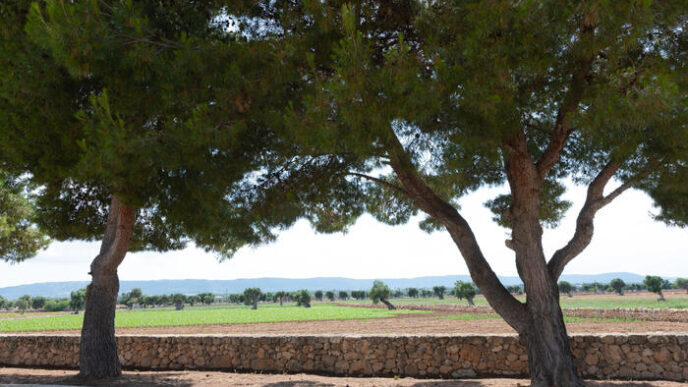 Campagna Olearia 2024 In Venet