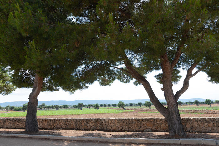 Campagna Olearia 2024 In Venet