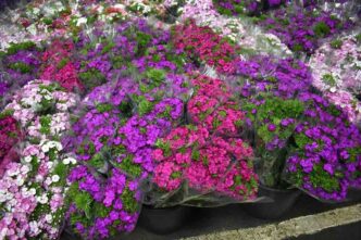 Campania Fiorisce3A Aumento Del