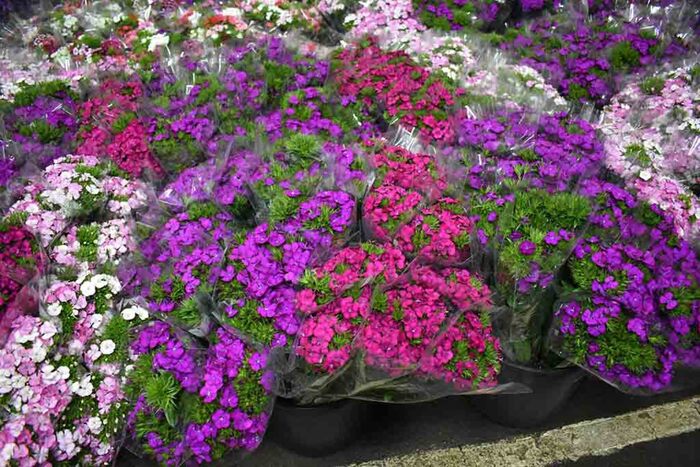 Campania Fiorisce3A Aumento Del