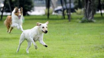 Cena D27Autunno Per Gli Animali