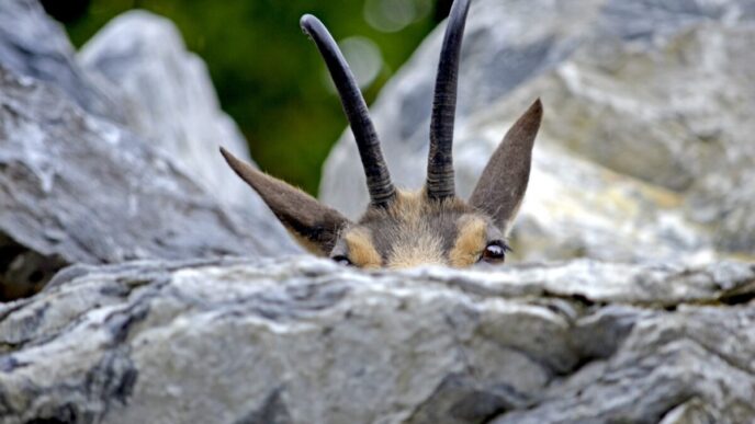 Crisi Nel Soccorso Della Fauna