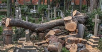 Crollo Di Un Pino Monumentale3A