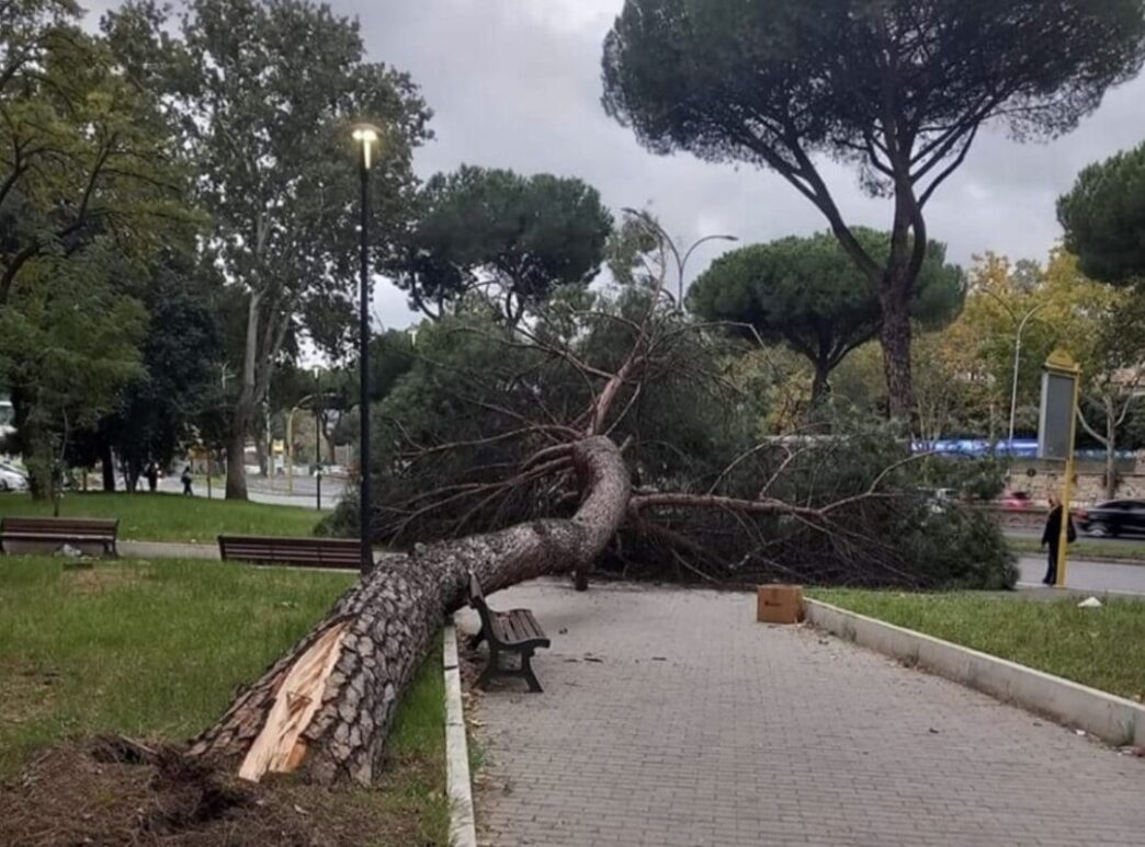 Forte Vento Provoca La Caduta