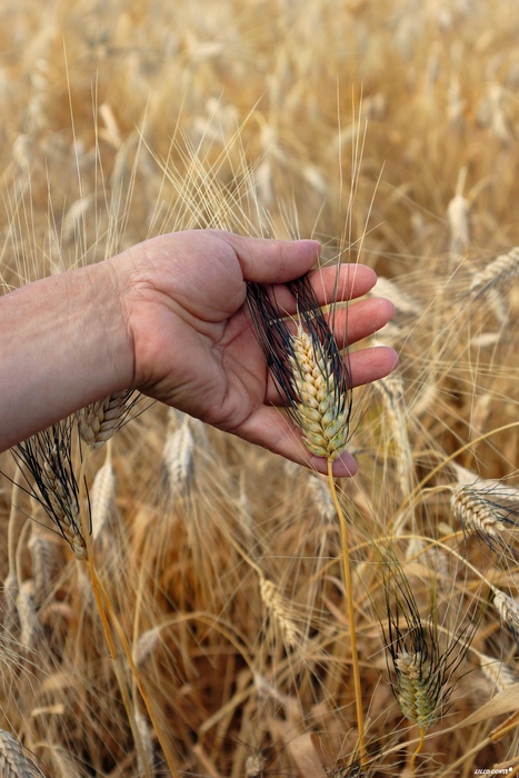 Il Convegno E2809Cbiologico A2B2B2Be2809D3A