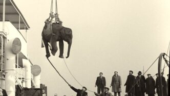 Il Festival Dei Popoli Di Fire