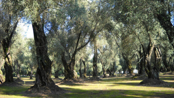 Il Futuro Delle Olive Da Tavol
