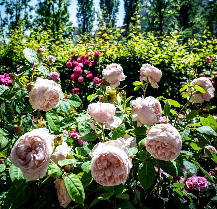 Il Mercato Dei Fiori Di Sanrem
