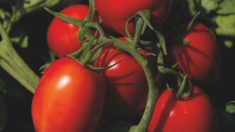 Il Pomodoro Zerozero73A L27Innov