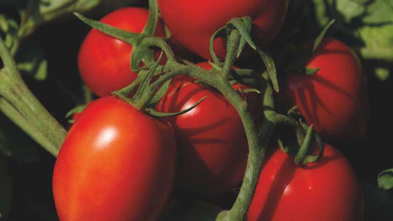 Il Pomodoro Zerozero73A L27Innov