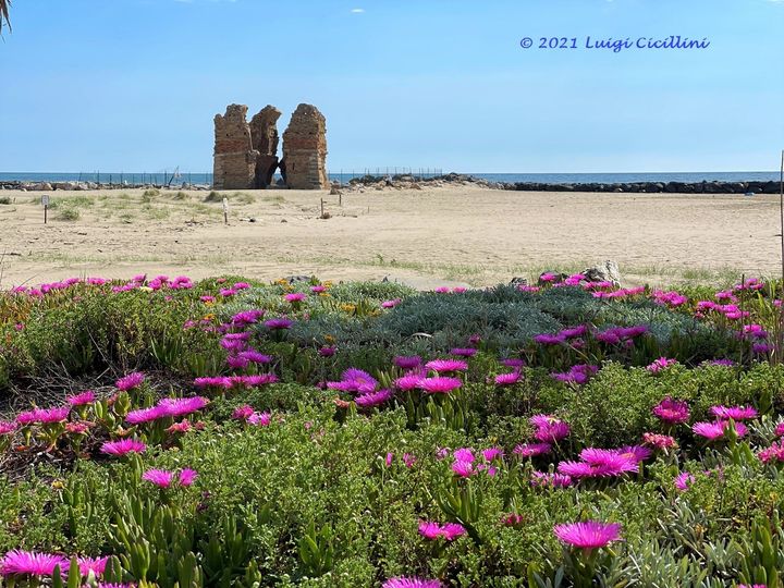 La Palude Di Torre Flavia In L