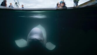 La Veritc3A0 Dietro La Balena Bel