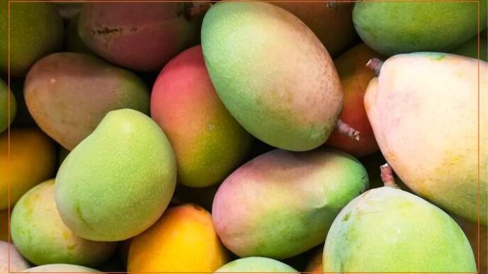 Le Prospettive Del Mango Sicil