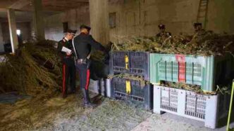 Maxi Sequestro Di Marijuana A