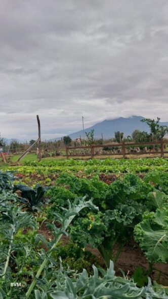 Napoli Avvia Il Progetto E2809Cagri