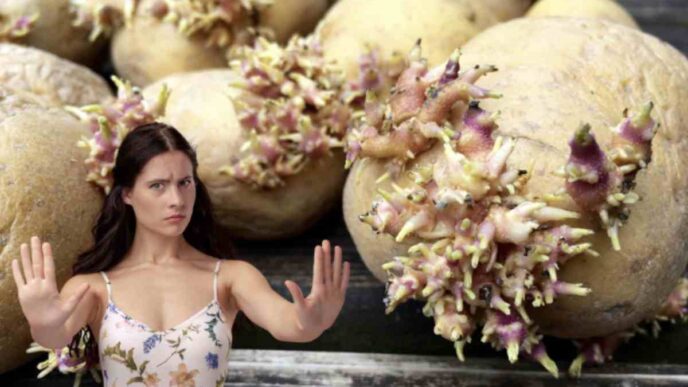 Le Patate Germogliate, Verdi O Rugose Possono Contenere Livelli Pericolosi Di Solanina,