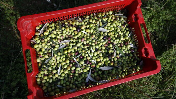 Premi Flos Olei 20253A Puglia E