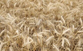 Produzione Agricola Nell27Ue3A D