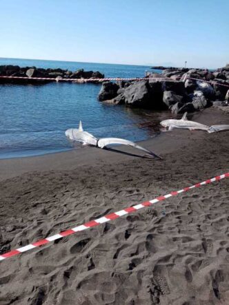 Ritrovati Due Squali Volpe Spi